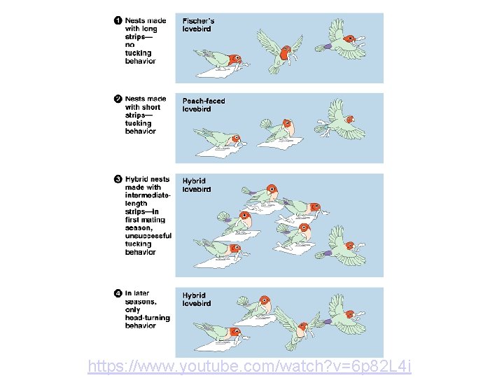 https: //www. youtube. com/watch? v=6 p 82 L 4 i 