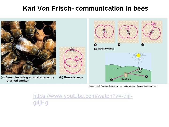 Karl Von Frisch- communication in bees https: //www. youtube. com/watch? v=-7 ij. Ig 4