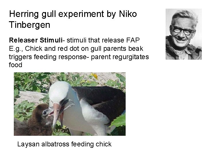 Herring gull experiment by Niko Tinbergen Releaser Stimuli- stimuli that release FAP E. g.