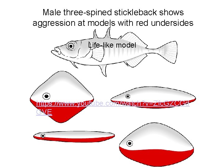 Male three-spined stickleback shows aggression at models with red undersides Life-like model https: //www.