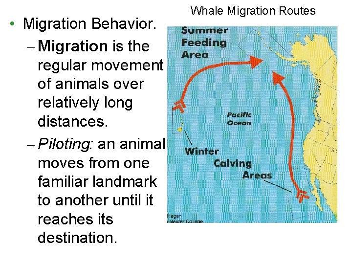  • Migration Behavior. – Migration is the regular movement of animals over relatively