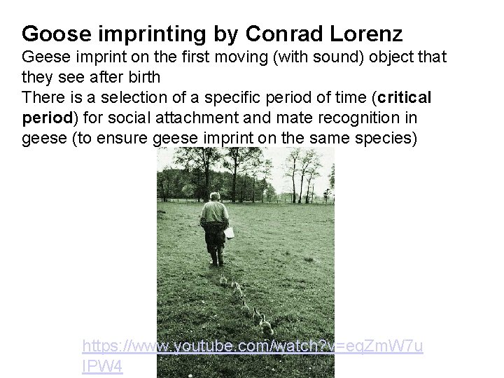 Goose imprinting by Conrad Lorenz Geese imprint on the first moving (with sound) object