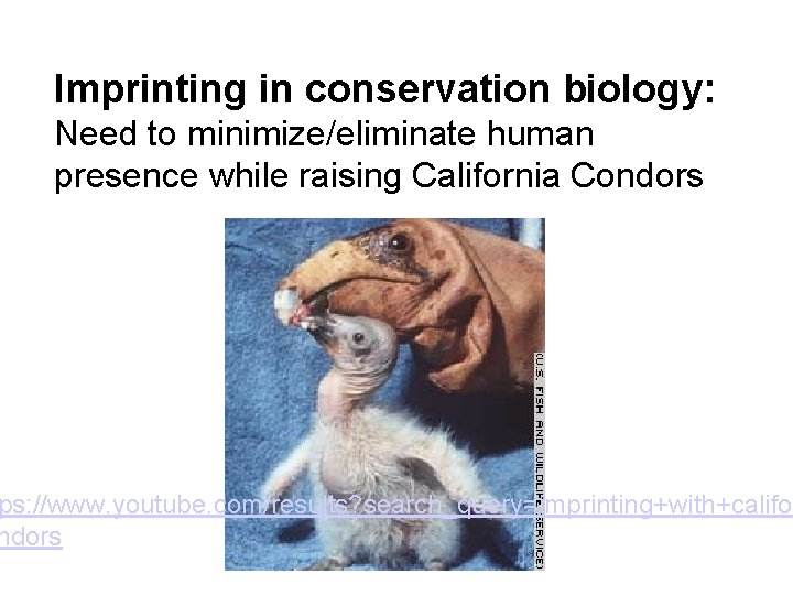 Imprinting in conservation biology: Need to minimize/eliminate human presence while raising California Condors ps: