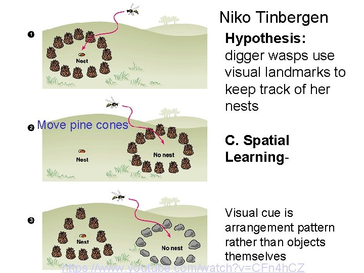 Niko Tinbergen Hypothesis: digger wasps use visual landmarks to keep track of her nests