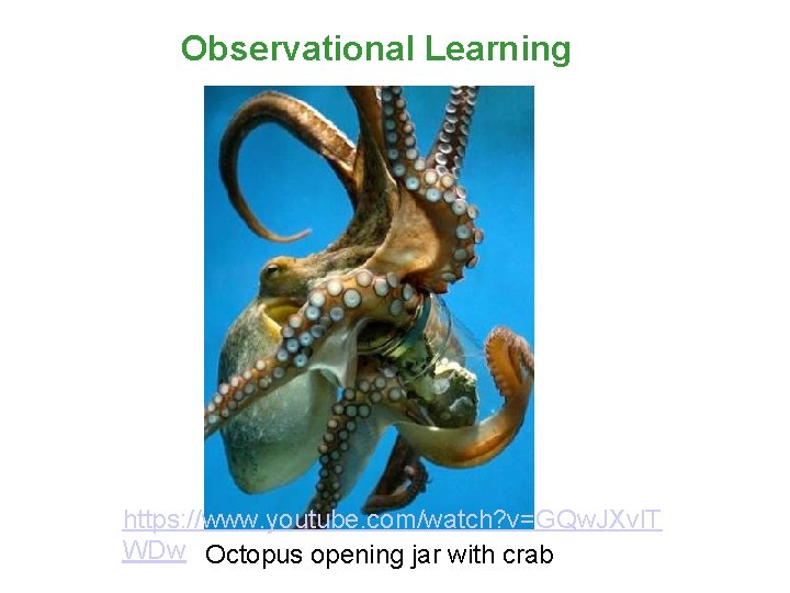 Observational Learning https: //www. youtube. com/watch? v=GQw. JXvl. T WDw Octopus opening jar with