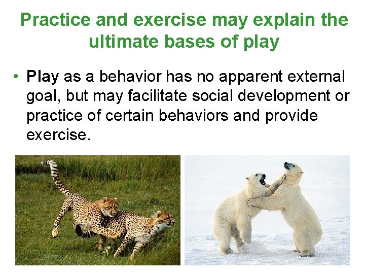 Practice and exercise may explain the ultimate bases of play • Play as a