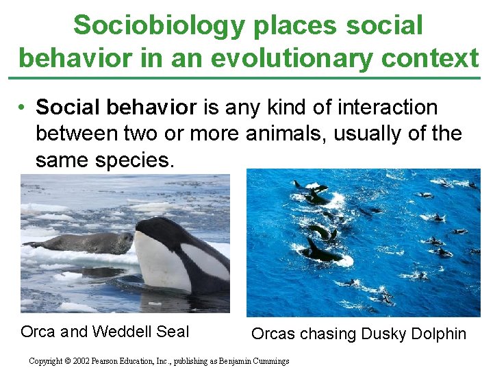 Sociobiology places social behavior in an evolutionary context • Social behavior is any kind