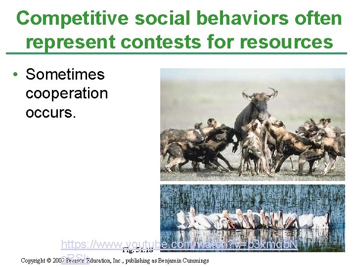 Competitive social behaviors often represent contests for resources • Sometimes cooperation occurs. https: //www.