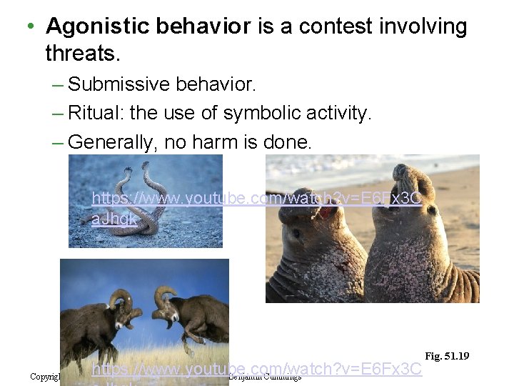  • Agonistic behavior is a contest involving threats. – Submissive behavior. – Ritual: