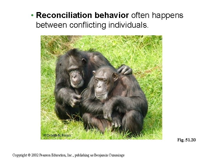  • Reconciliation behavior often happens between conflicting individuals. Fig. 51. 20 Copyright ©