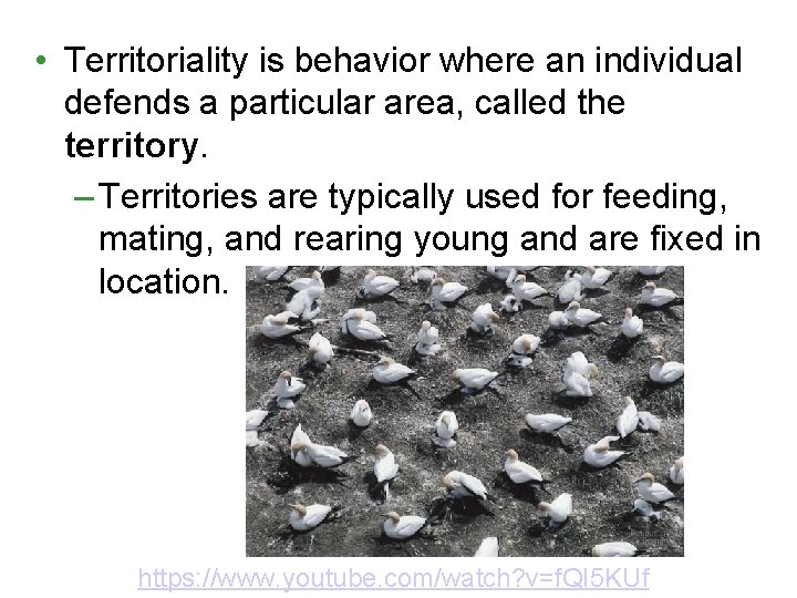  • Territoriality is behavior where an individual defends a particular area, called the