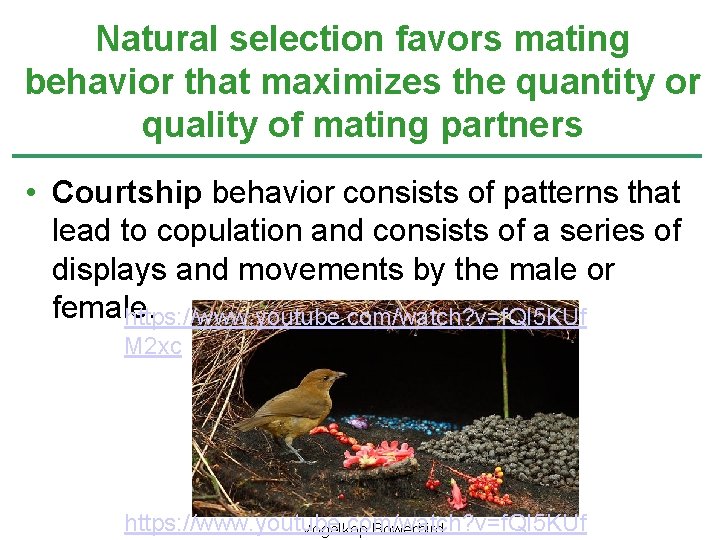 Natural selection favors mating behavior that maximizes the quantity or quality of mating partners