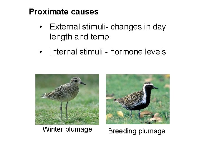 Proximate causes • External stimuli- changes in day length and temp • Internal stimuli