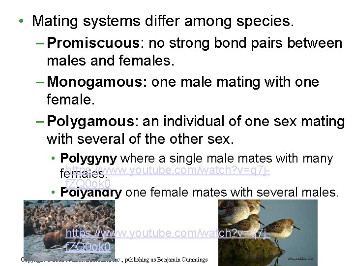  • Mating systems differ among species. – Promiscuous: no strong bond pairs between