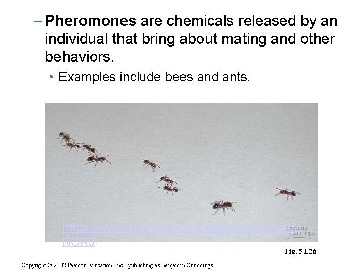 – Pheromones are chemicals released by an individual that bring about mating and other