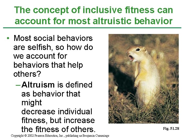 The concept of inclusive fitness can account for most altruistic behavior • Most social