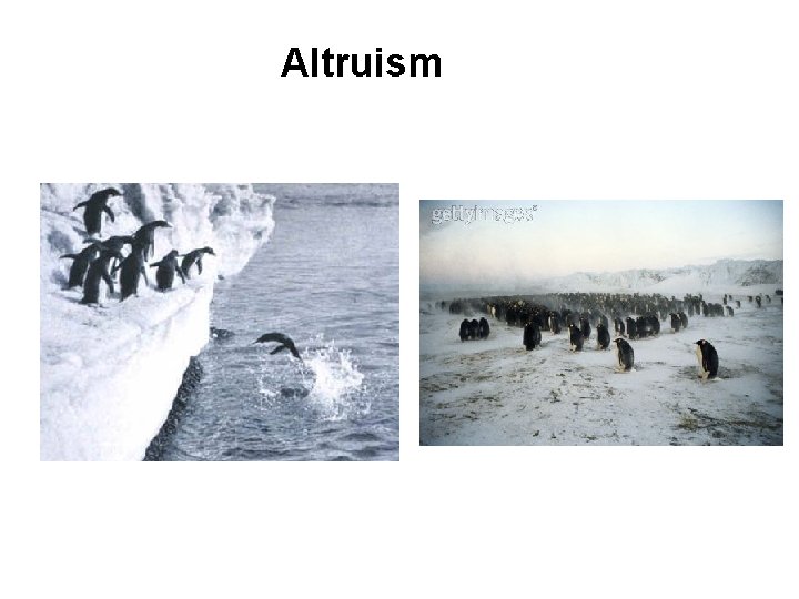 Altruism 
