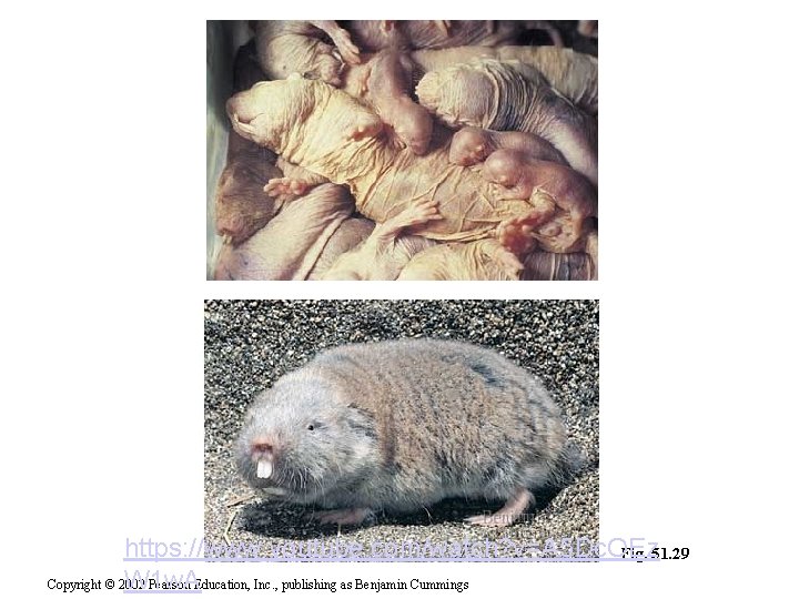 https: //www. youtube. com/watch? v=A 5 Dc. OEz Fig. 51. 29 W 1 w.