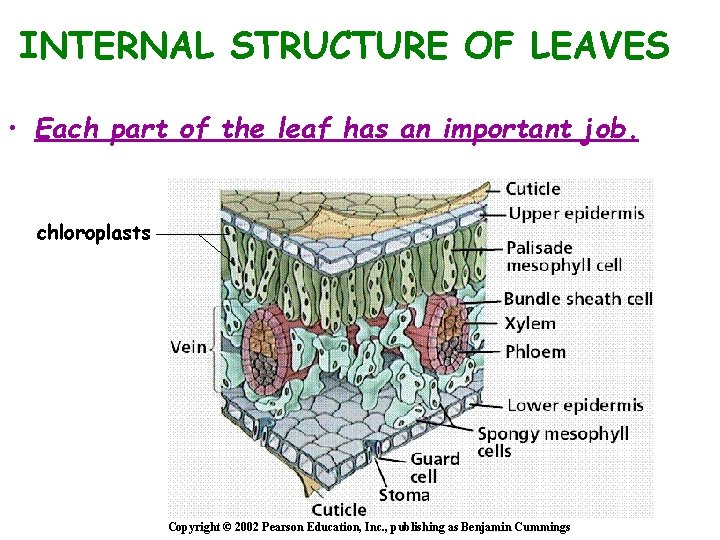 INTERNAL STRUCTURE OF LEAVES • Each part of the leaf has an important job.