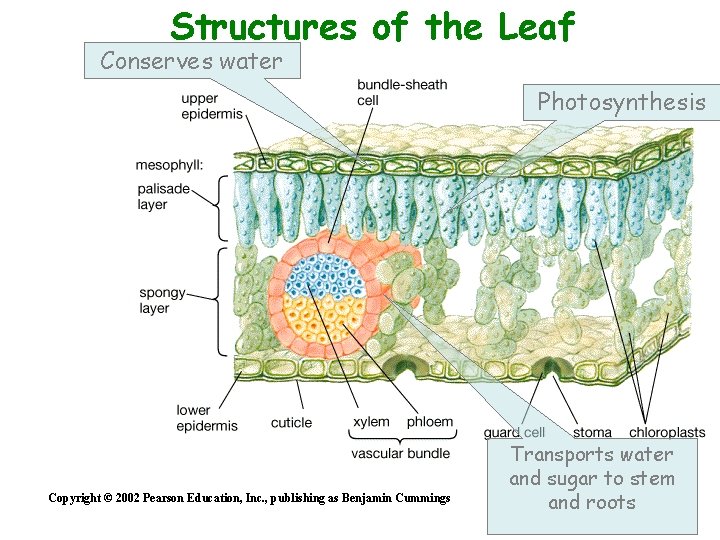 Structures of the Leaf Conserves water Photosynthesis Copyright © 2002 Pearson Education, Inc. ,