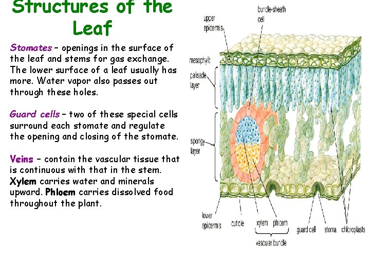 Structures of the Leaf Stomates – openings in the surface of the leaf and