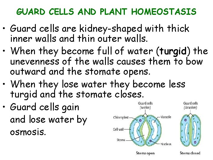 GUARD CELLS AND PLANT HOMEOSTASIS • Guard cells are kidney-shaped with thick inner walls