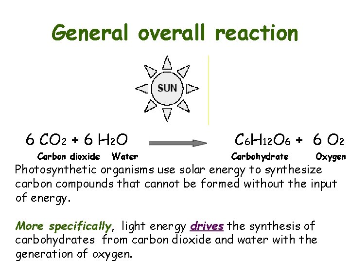General overall reaction 6 CO 2 + 6 H 2 O Carbon dioxide Water