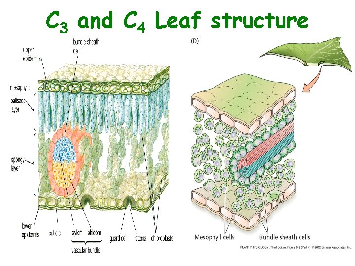 C 3 and C 4 Leaf structure 