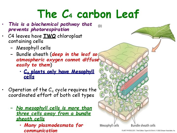 The C 4 carbon Leaf • This is a biochemical pathway that prevents photorespiration