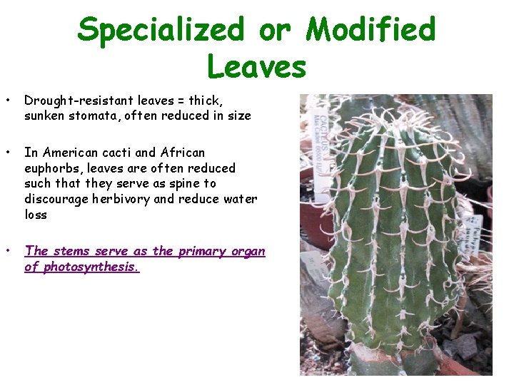 Specialized or Modified Leaves • Drought-resistant leaves = thick, sunken stomata, often reduced in