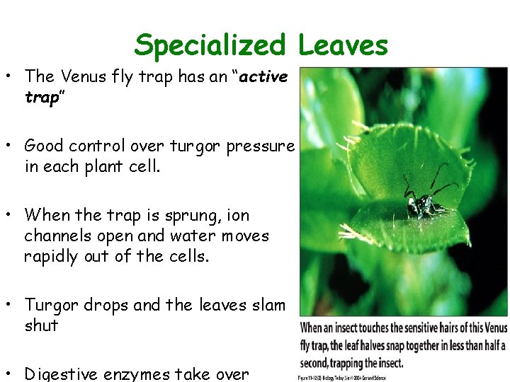 Specialized Leaves Figure 11. 12 (2) • The Venus fly trap has an “active