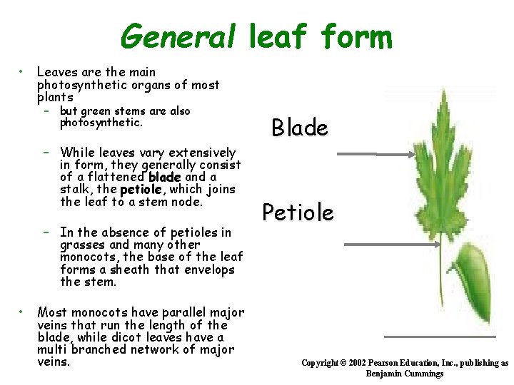 General leaf form • Leaves are the main photosynthetic organs of most plants –