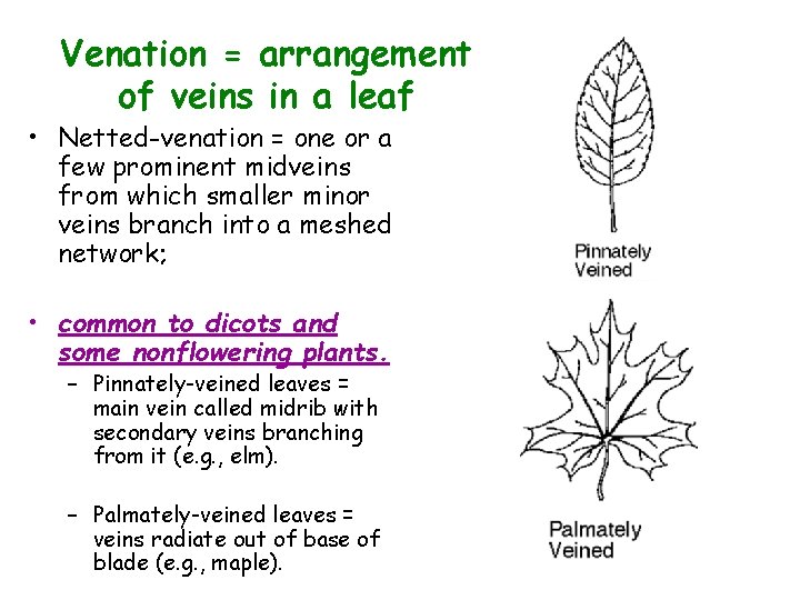 Venation = arrangement of veins in a leaf • Netted-venation = one or a