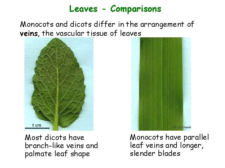 Leaves - Comparisons Monocots and dicots differ in the arrangement of veins, the vascular