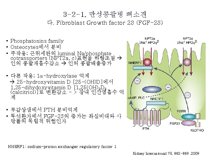 3 -2 -1. 만성콩팥병 뼈소견 다. Fibroblast Growth factor 23 (FGF-23) • Phosphatonins family