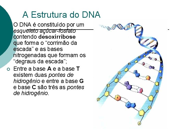 A Estrutura do DNA ¡ ¡ O DNA é constituído por um esqueleto açúcar-fosfato