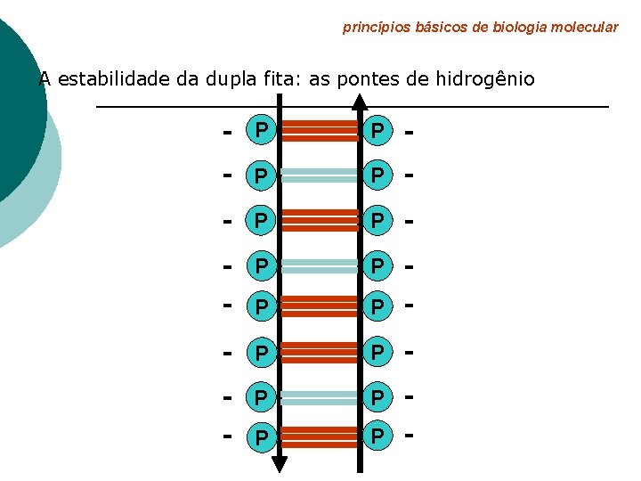 princípios básicos de biologia molecular A estabilidade da dupla fita: as pontes de hidrogênio