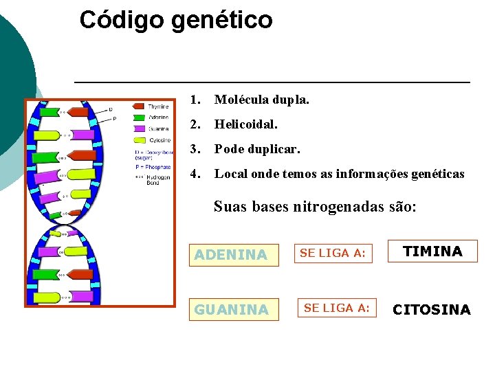 Código genético DNA: 1. Molécula dupla. 2. Helicoidal. 3. Pode duplicar. 4. Local onde