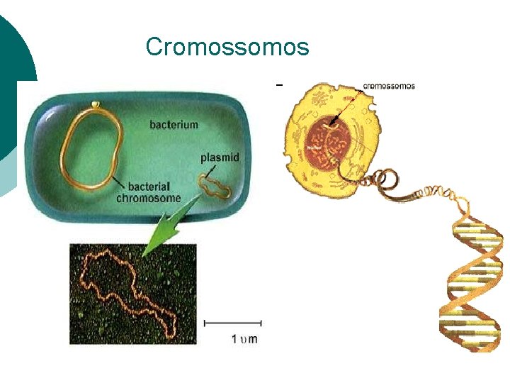 Cromossomos 