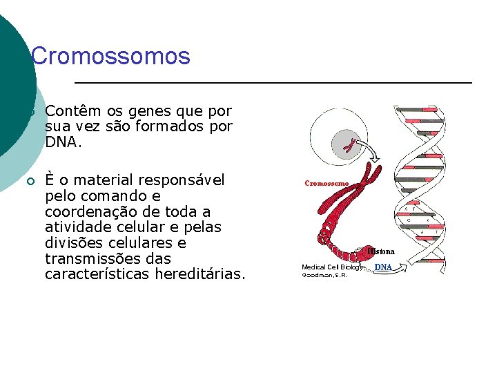 Cromossomos ¡ Contêm os genes que por sua vez são formados por DNA. ¡