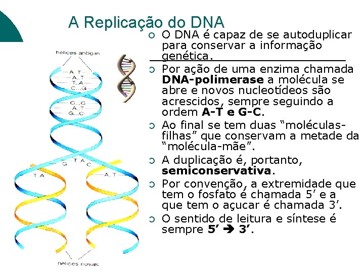 A Replicação do DNA ¡ ¡ ¡ O DNA é capaz de se autoduplicar