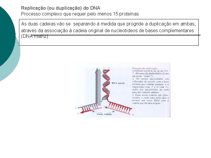 Replicação (ou duplicação) do DNA Processo complexo que requer pelo menos 15 proteínas As