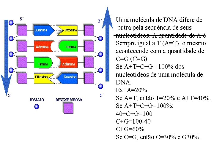 Uma molécula de DNA difere de outra pela sequência de seus nucleotídeos. A quantidade