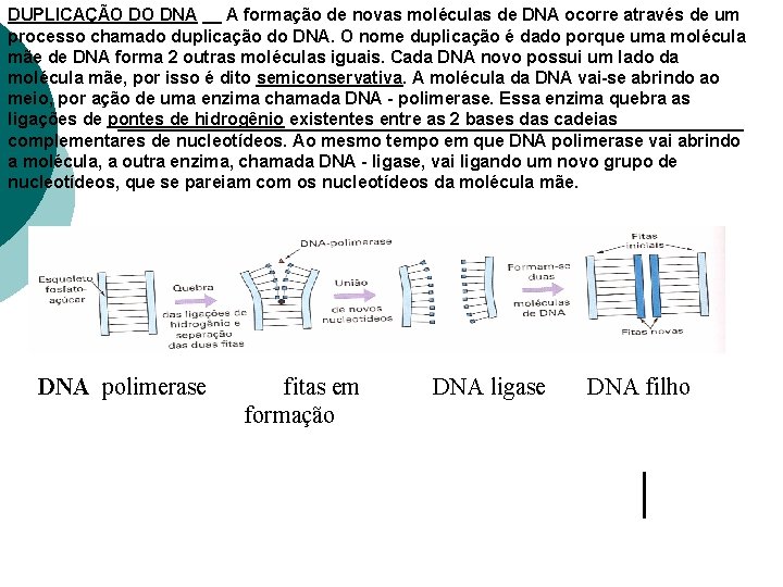 DUPLICAÇÃO DO DNA __ A formação de novas moléculas de DNA ocorre através de