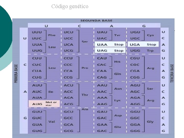 Código genético 