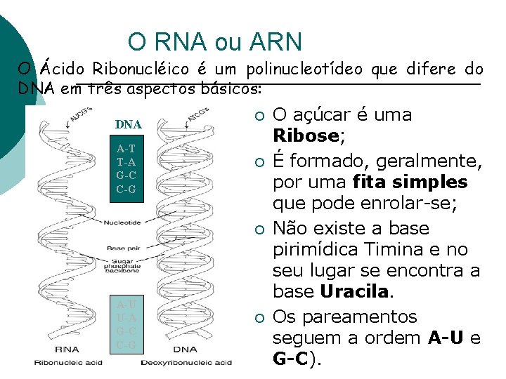 O RNA ou ARN O Ácido Ribonucléico é um polinucleotídeo que difere do DNA