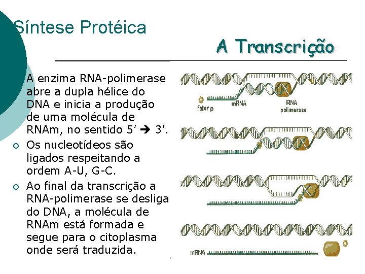 Síntese Protéica ¡ ¡ ¡ A enzima RNA-polimerase abre a dupla hélice do DNA