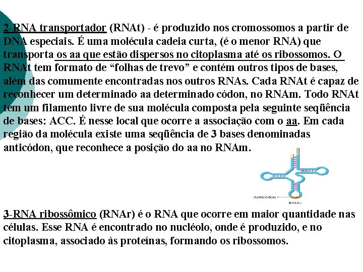 2 -RNA transportador (RNAt) - é produzido nos cromossomos a partir de DNA especiais.