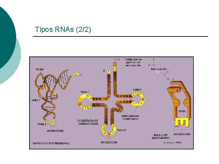 Tipos RNAs (2/2) 