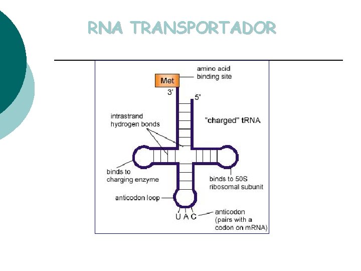 RNA TRANSPORTADOR 